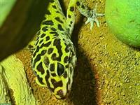 5 Leopardgecko mit Terrarium