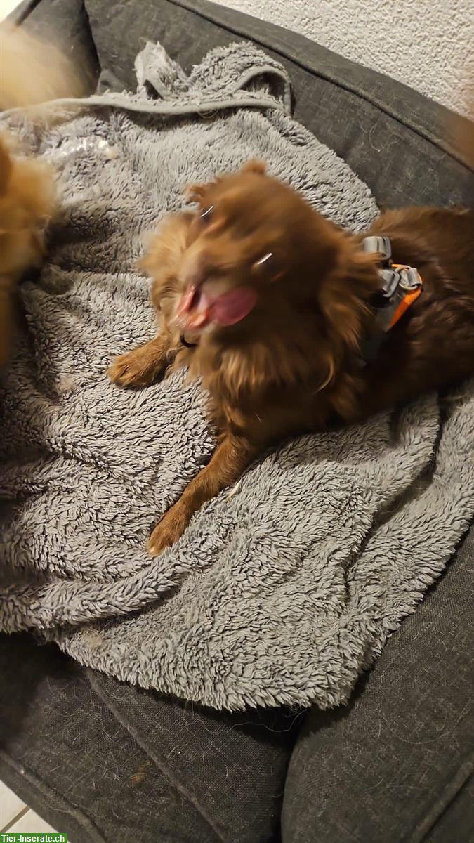 Bild 4: 2 Chihuahua Hunde kastriert suchen ein Zuhause