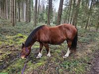 Einfühlsamer Pferdemensch gesucht, Region Nürensdorf ZH
