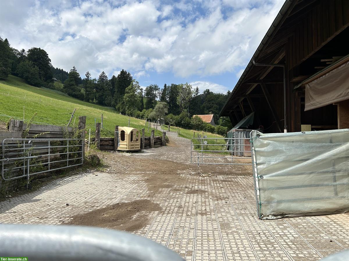Bild 2: Freie Offenstallplätze auf Bio-Bauernhof in Wald ZH Oberland