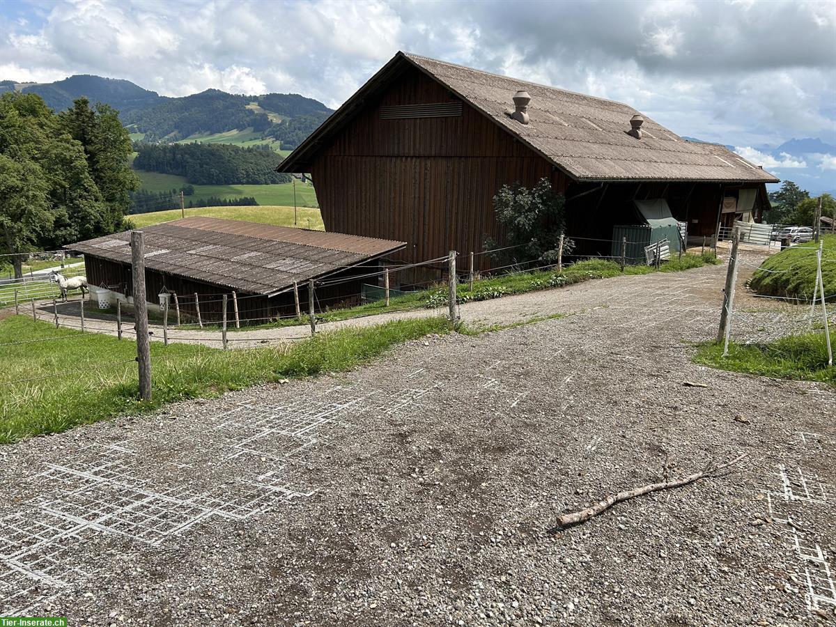 Bild 5: Freie Offenstallplätze auf Bio-Bauernhof in Wald ZH Oberland