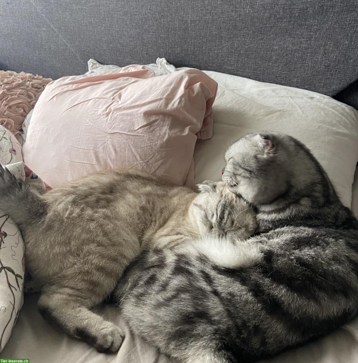 Bild 3: 2 Scottish Fold Katzen m/w suche liebevolles Zuhause