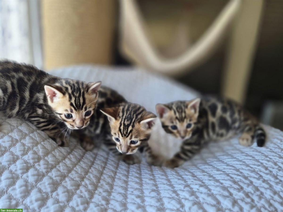 Bild 2: Bengal Kitten männlich abzugeben
