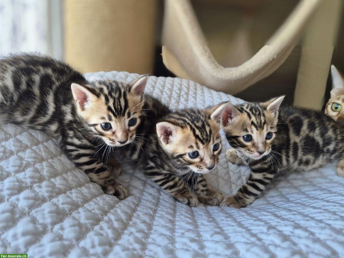 Bild 3: Bengal Kitten männlich abzugeben