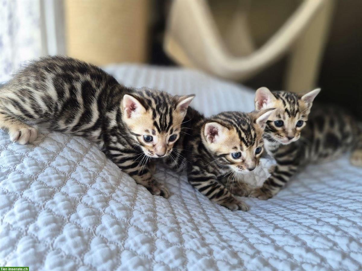 Bild 4: Bengal Kitten männlich abzugeben