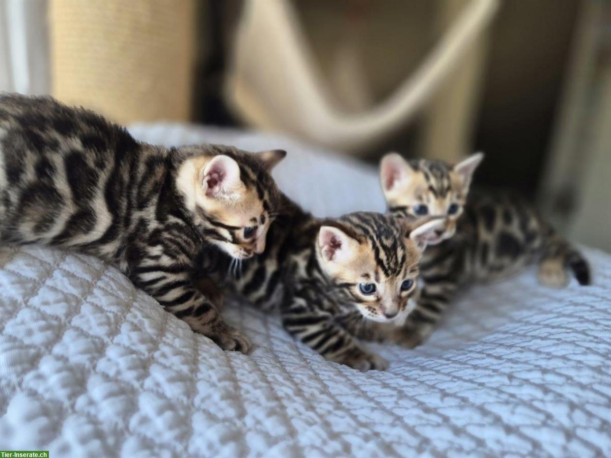 Bild 5: Bengal Kitten männlich abzugeben