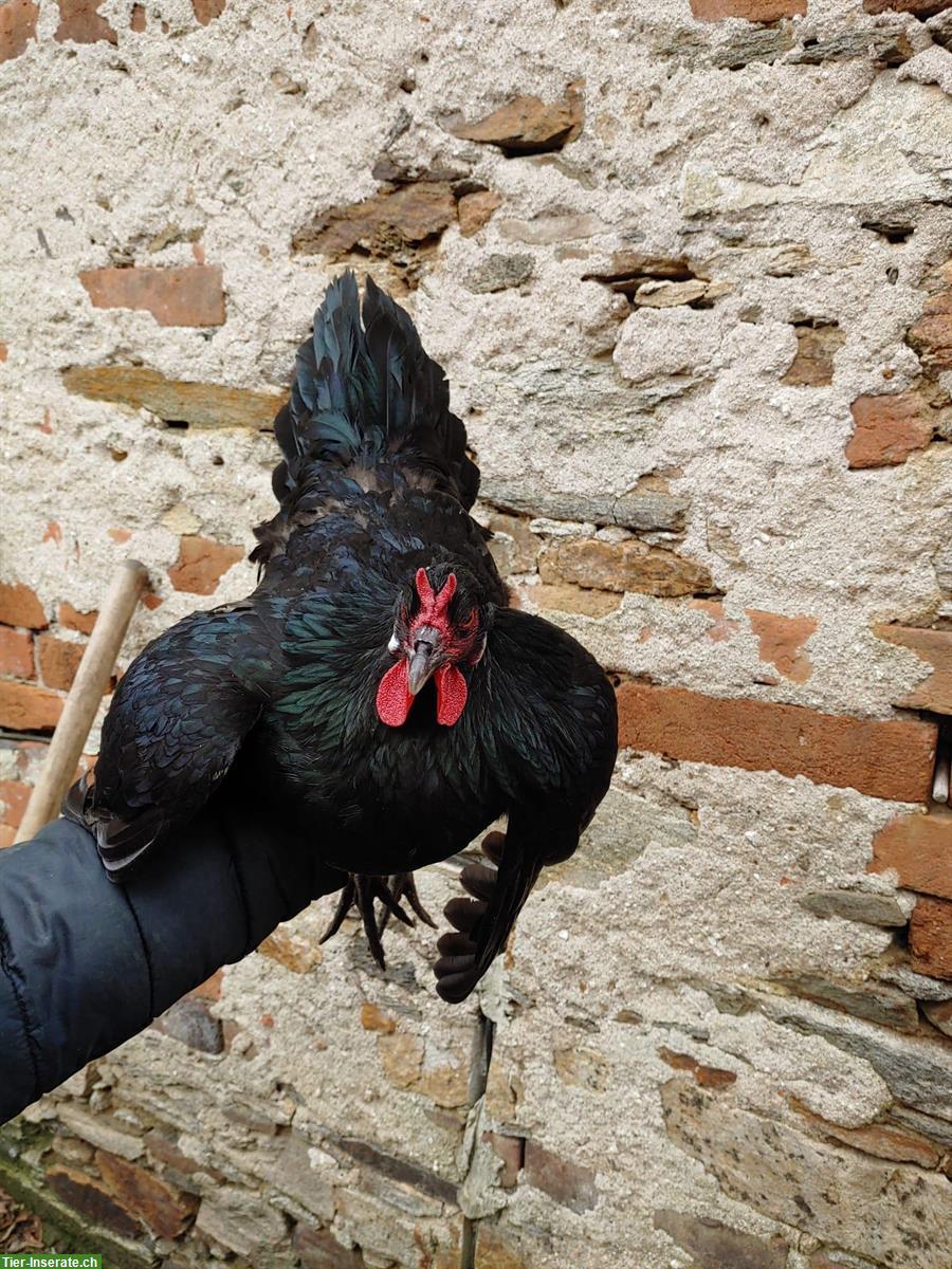 Bild 5: Bruteier La Fleche Hühner zu verkaufen