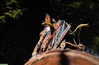 Suche Fahrbeteiligung für Freiberger Pferde ab April