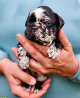 Welpenankündigung: Französische Bulldoggen Welpen aus Schweizer Zucht