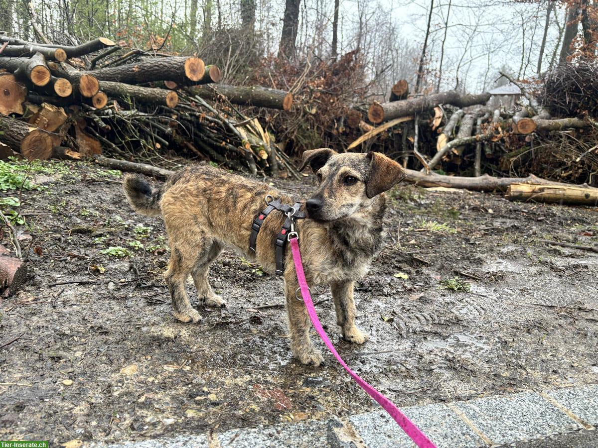 Bild 4: Juliska, eine junge Terrier Mischlingshündin vom Tierheim
