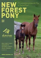 New Forest Pony für Sport oder Freizeit