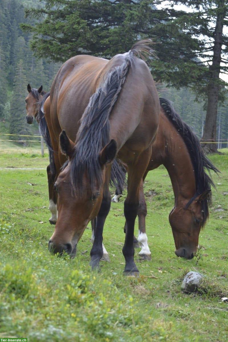 Bild 5: New Forest Pony für Sport oder Freizeit