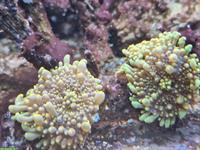Diverse Korallen und Anemonen zu verkaufen