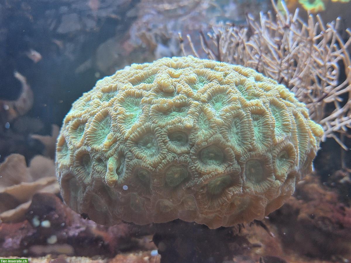 Bild 4: Korallen und Anemonen zu verkaufen / Aquariumauflösung