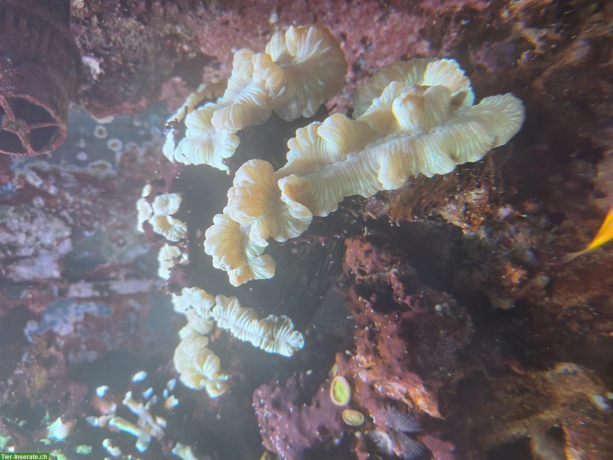 Bild 6: Korallen und Anemonen zu verkaufen / Aquariumauflösung