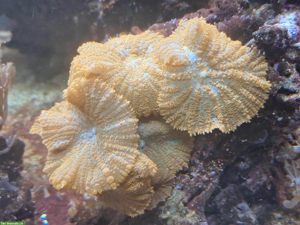 Bild 7: Korallen und Anemonen zu verkaufen / Aquariumauflösung