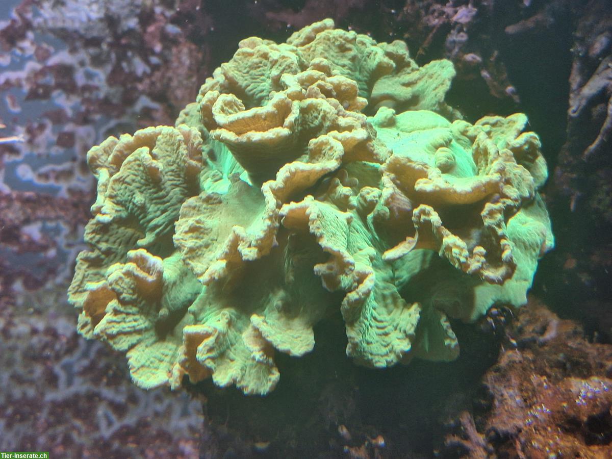 Bild 8: Korallen und Anemonen zu verkaufen / Aquariumauflösung