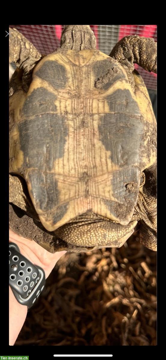 Bild 3: Schildkröten - 2 Männchen suchen artgerechtes Zuhause