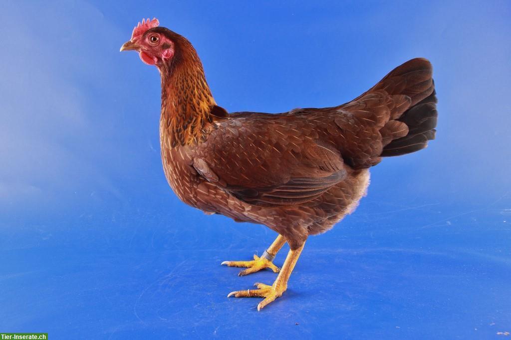 Bild 2: Bruteier von Zwerg-Welsumer Hühner