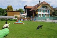 Hunderhort im Bauernhaus - Tages- und Ferienplätze im Kanton Bern