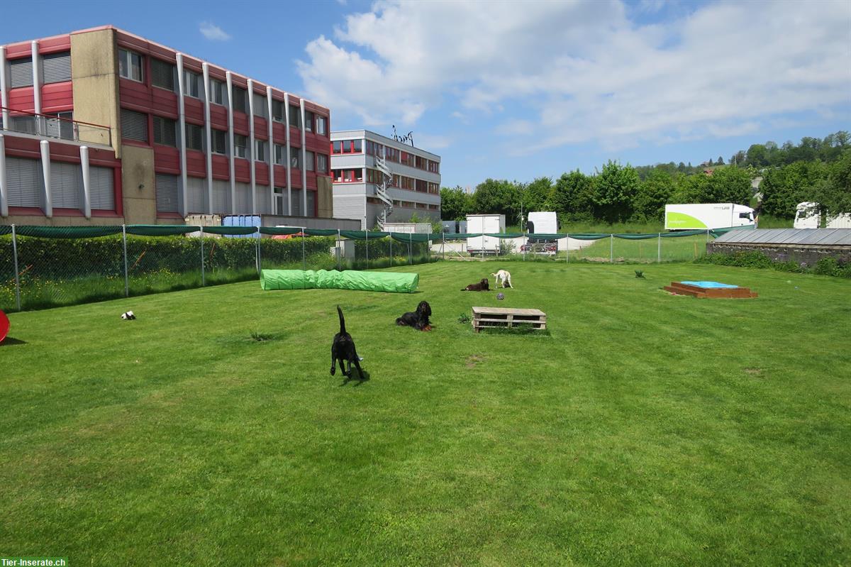 Bild 3: Hunderhort im Bauernhaus - Tages- und Ferienplätze im Kanton Bern