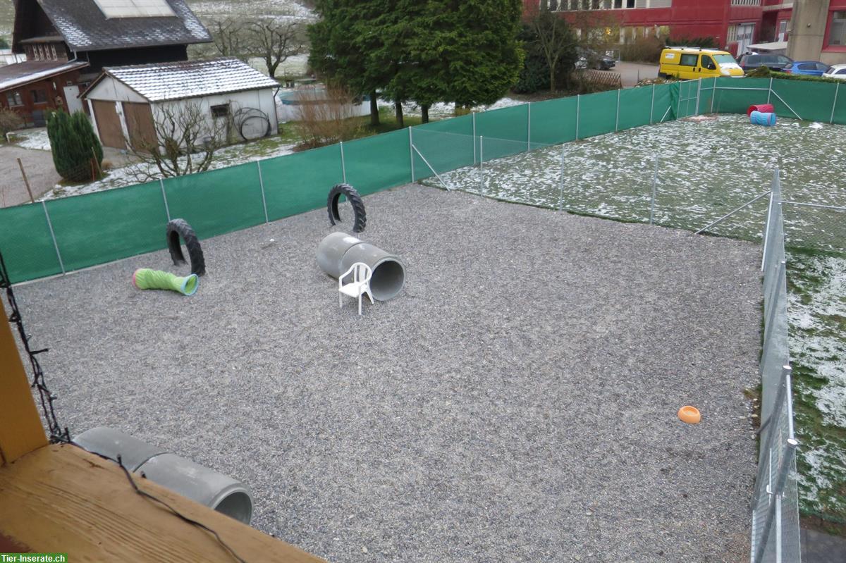 Bild 5: Hunderhort im Bauernhaus - Tages- und Ferienplätze im Kanton Bern