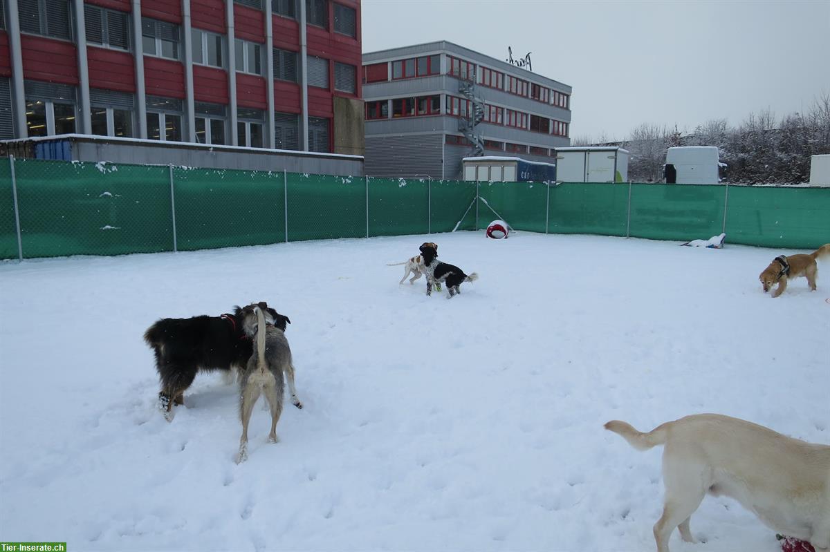 Bild 6: Hunderhort im Bauernhaus - Tages- und Ferienplätze im Kanton Bern
