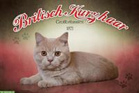 NEU: 🐱 Katzenschild «Britisch Kurzhaar» aus Holz