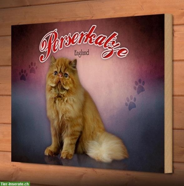 Bild 4: NEU: 🐱 Katzenschild Perser aus Holz