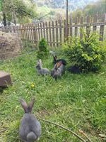 Schweizer Schecken Kaninchen Mischlinge