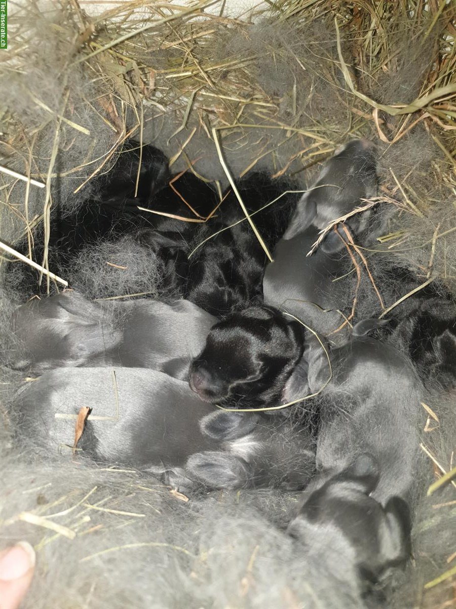 Bild 3: Schweizer Schecken Kaninchen Mischlinge