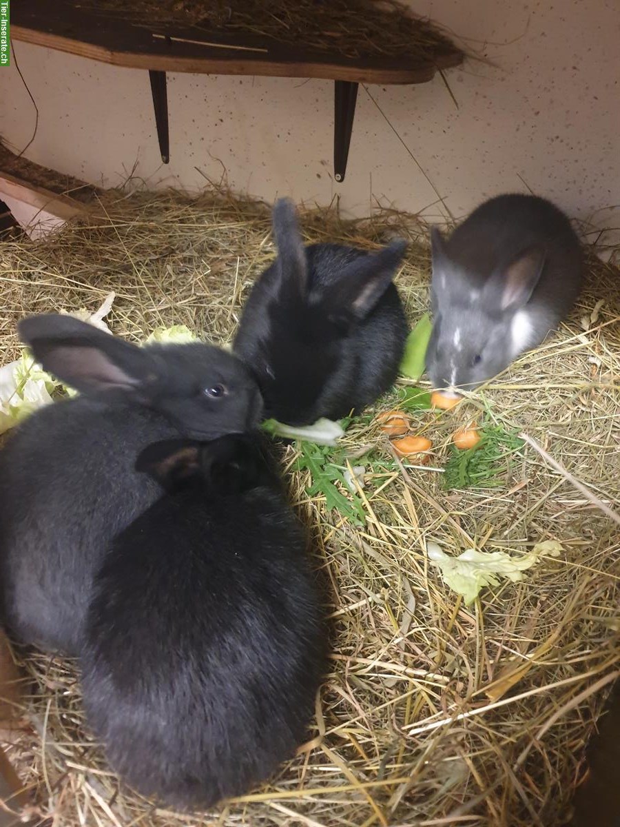 Bild 4: Schweizer Schecken Kaninchen Mischlinge