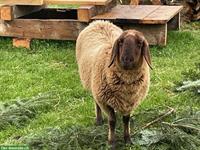 Engadiner Schaf, reinrassige Jungaue zu verkaufen