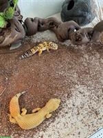3 liebevolle Leopardgeckos suchen ein neues Zuhause!