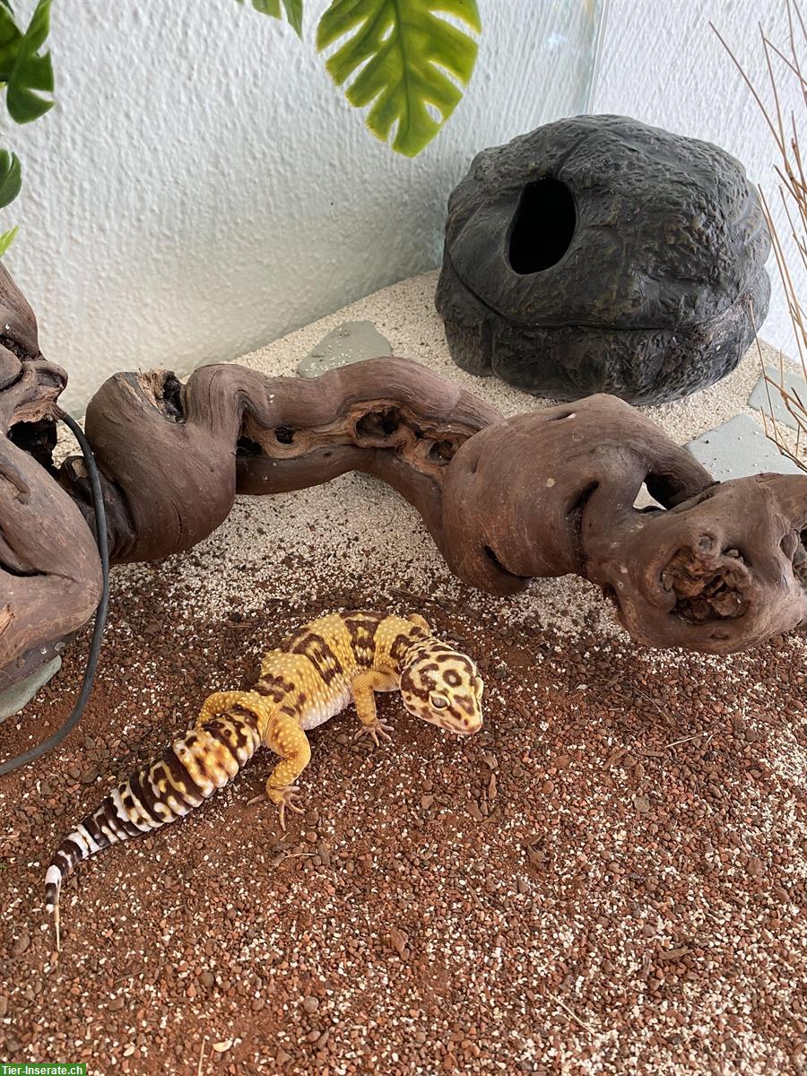 Bild 4: 3 liebevolle Leopardgeckos suchen ein neues Zuhause!