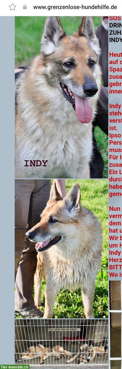 Bild 4: Hund Indy braucht Hilfe!