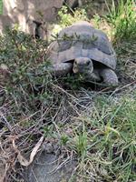 Maurische Landschildkröten, männlich & weiblich zu verkaufen