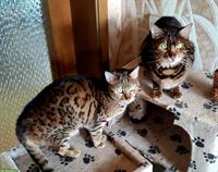 2 wunderschöne Bengal Katzengeschwister, männlich + weiblich