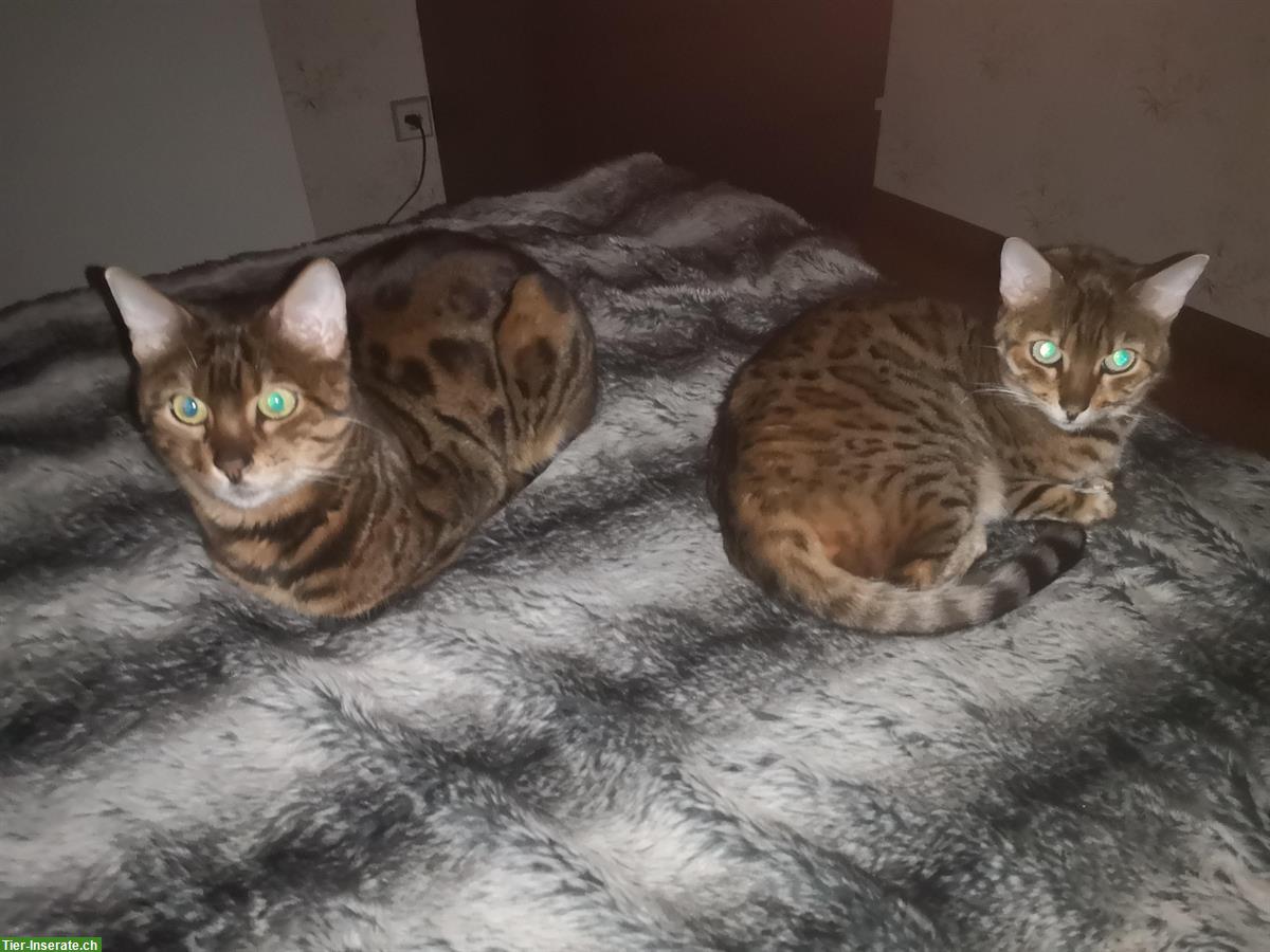 Bild 2: 2 wunderschöne Bengal Katzengeschwister, männlich + weiblich