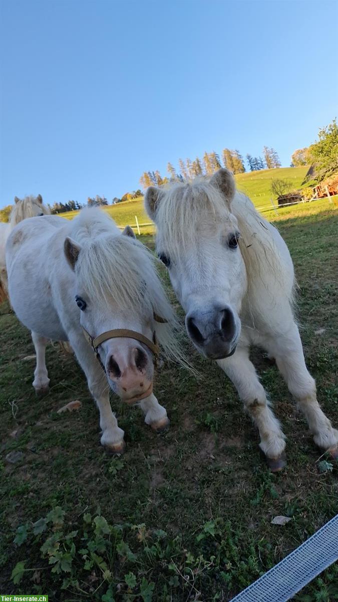 Bild 5: Liebe Shetty Ponys suchen Lebensplatz