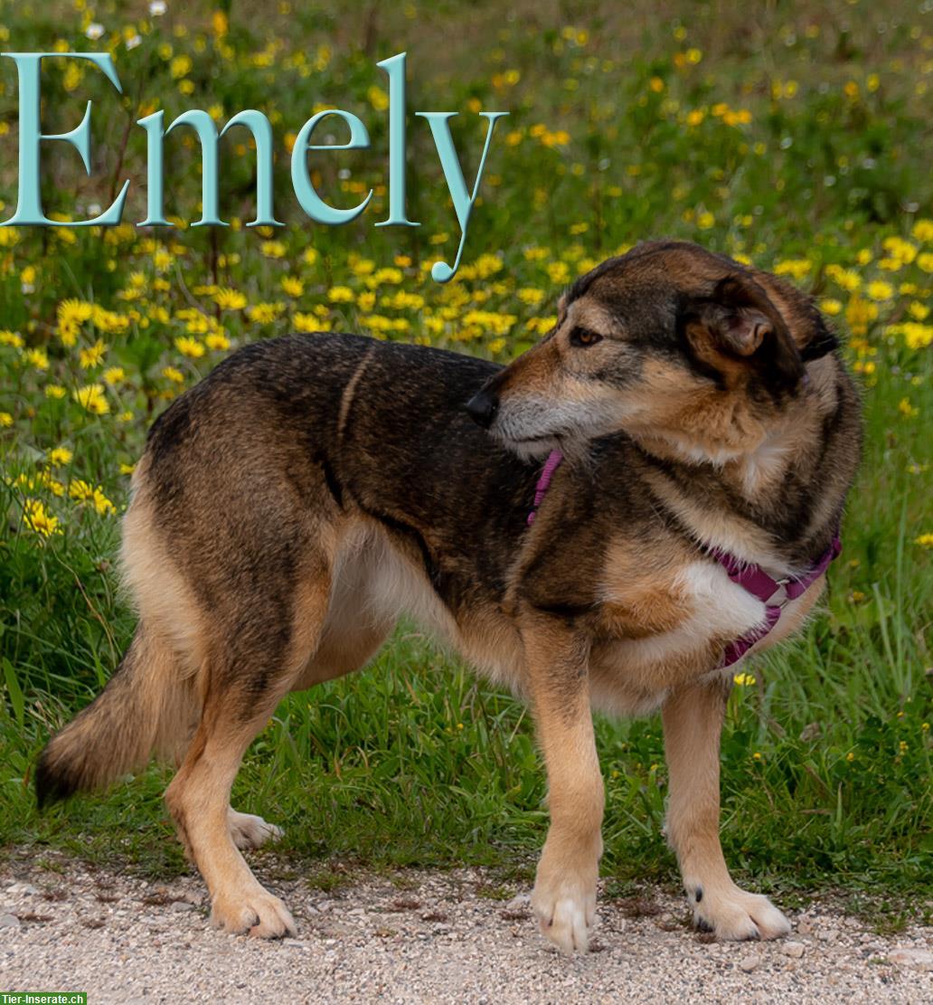 Bild 7: Mischlingshündin Emily, eine ängstliche Hunde Seele!