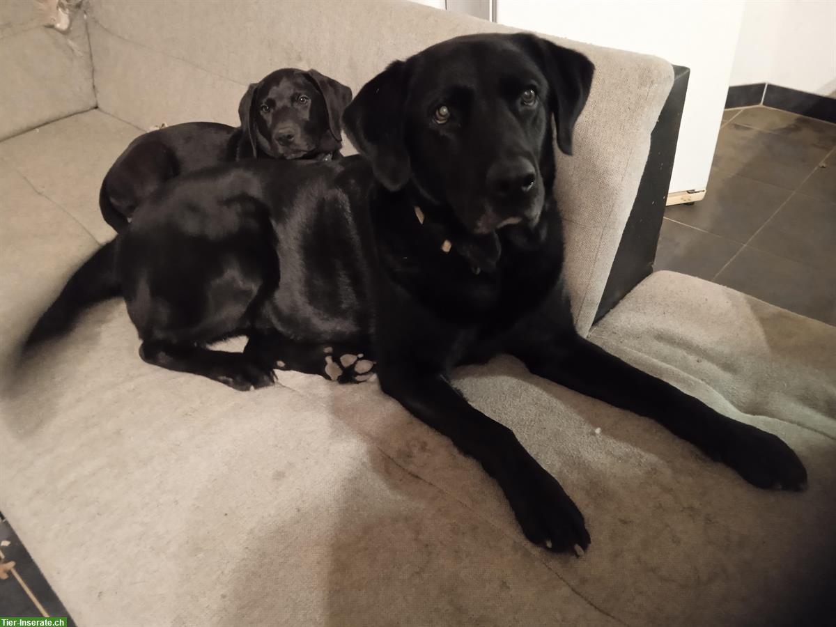 Bild 4: Schwarze Labrador Welpen suchen liebes Zuhause