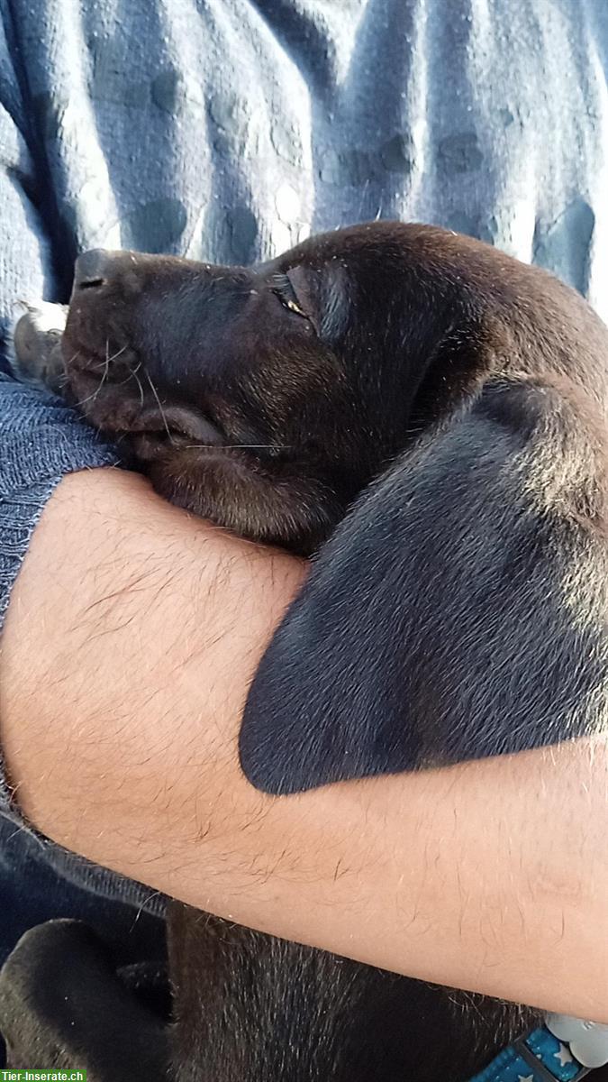 Bild 5: Schwarze Labrador Welpen suchen liebes Zuhause