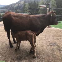 Junges Mutterkuh Rind mit Limousin Kalb