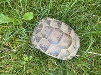 7 diverse Schildkröten 🐢 zu verkaufen