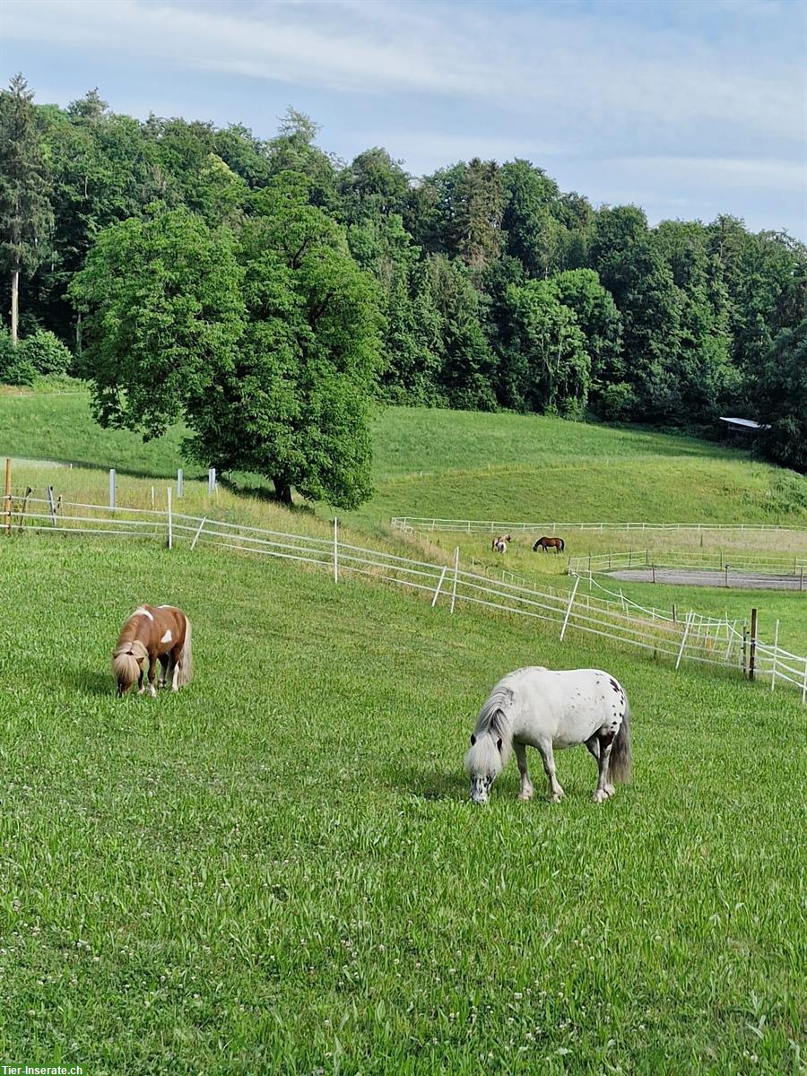 Bild 8: Freie Pferde Plätze in Bianca's Offenstall im Aargau