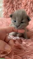 Maine Coon Kitten suchen neuen Wirkungskreis