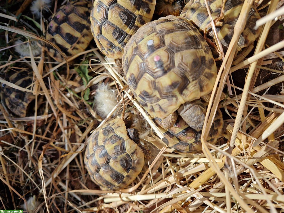 Bild 3: Griechische Landschildkröten THB, Nachzuchten vom Jahr 2022