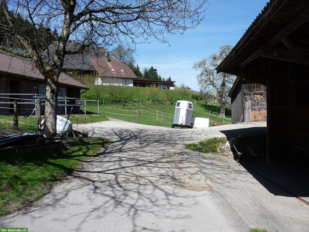Pferdebox zu vermieten in 3415 Hasle bei Burgdorf