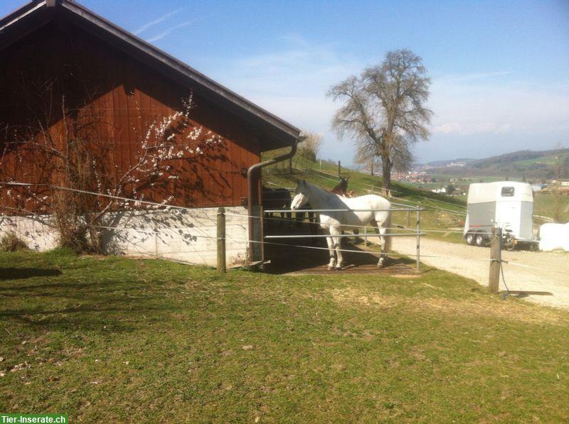 Bild 2: Pferdebox zu vermieten in 3415 Hasle bei Burgdorf